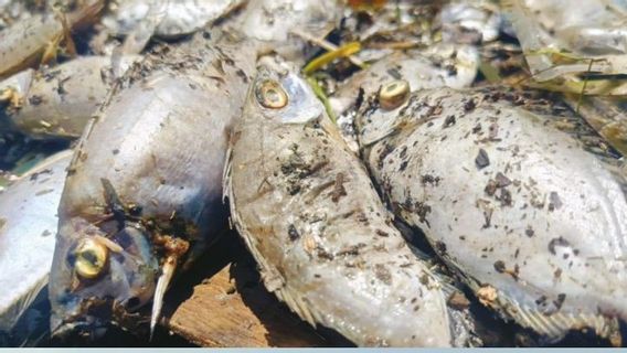DLHK Researches Thousands Of Dead Fish On Ternate Beach, Triggered By Pollution Or Environmental Support Power