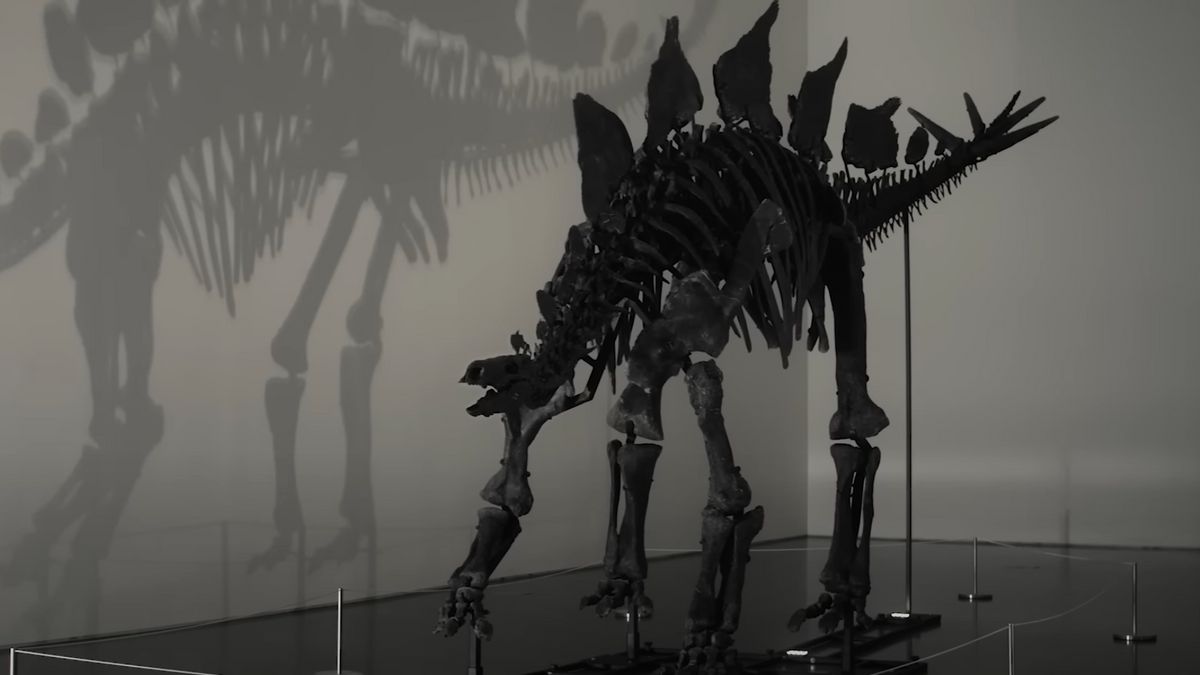 The Stegosaurus 'Apex' Dinosaur Framework Sold For A Record Of IDR 741 Million At The Sotheby's Auction