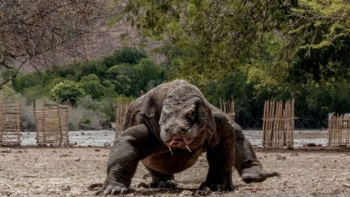 14.949 Wisatawan Kunjungi Taman Nasional Komodo Selama Libur Lebaran