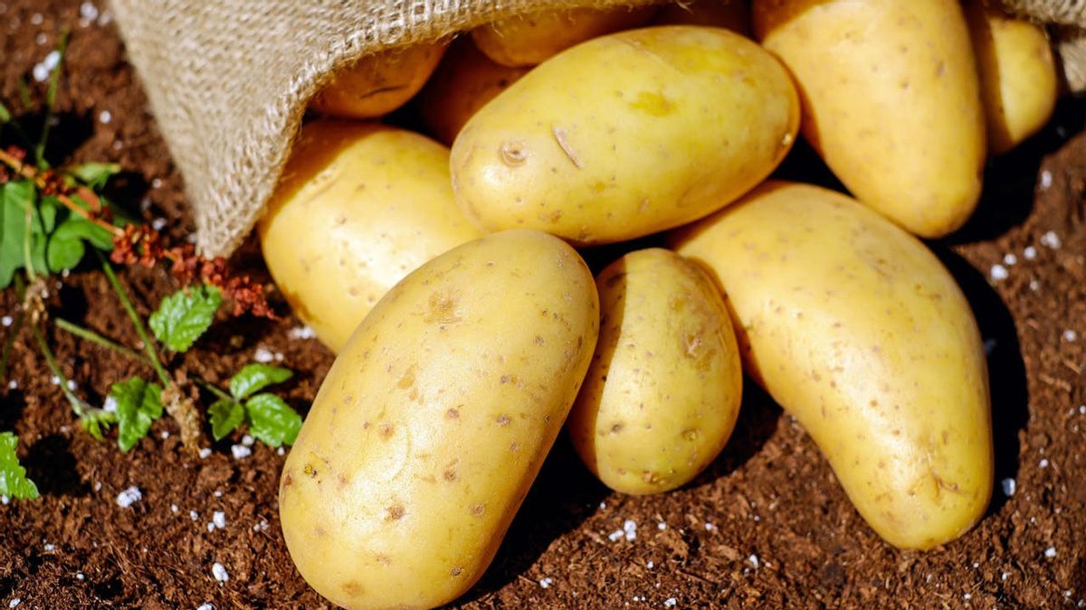 Peut ralentir le vieillissement, voici les ingrédients de soins de la peau des déchets de pommes de terre