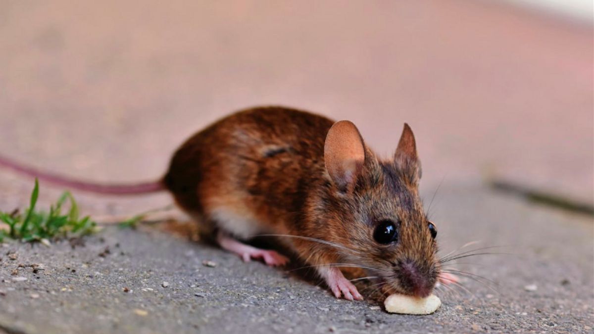 ハンタウイルスを引き起こす可能性がある、WHOはネズミの糞便を不注意に掃除しないように警告する