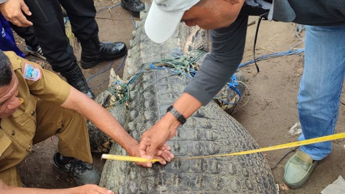 5 Meters Crocodile Arrested In Mandiangan West Pasaman