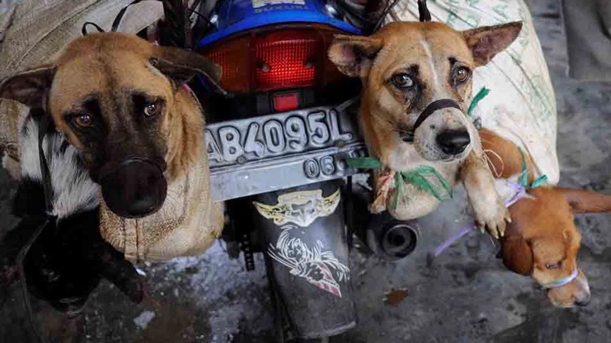 Petugas KPKP Telusuri Pemasok Daging Anjing ke Pedagang Pasar Senen