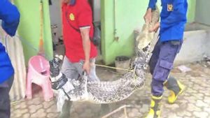 Tak Lagi Aman, Buaya Muara Peliharaan Warga Lampung Selatan Selama 28 Tahun Dievakuasi