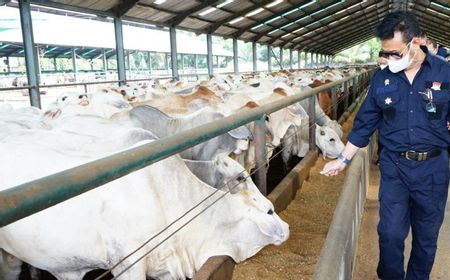 Mentan Pastikan Stok Sapi Siap Potong di Sumut dan Aceh Aman