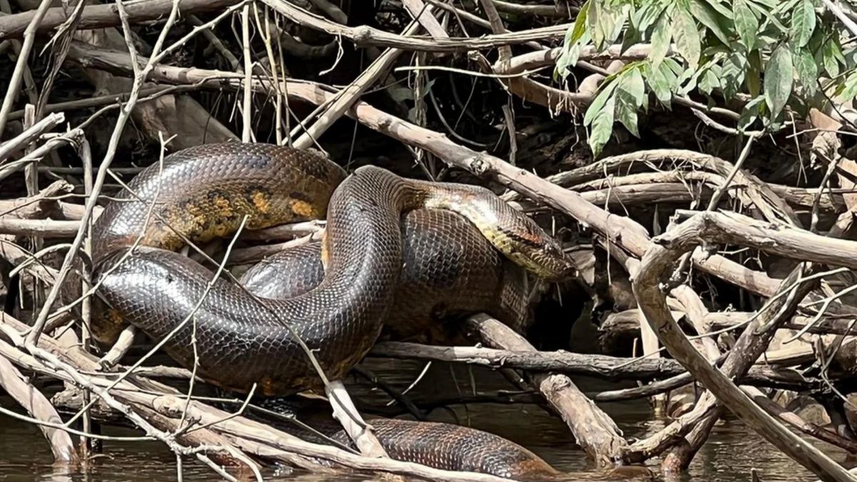 Une équipe de chercheurs découvrant une nouvelle espèce de serpent géant révèle une menace contre la forêt de pluie amazonienne