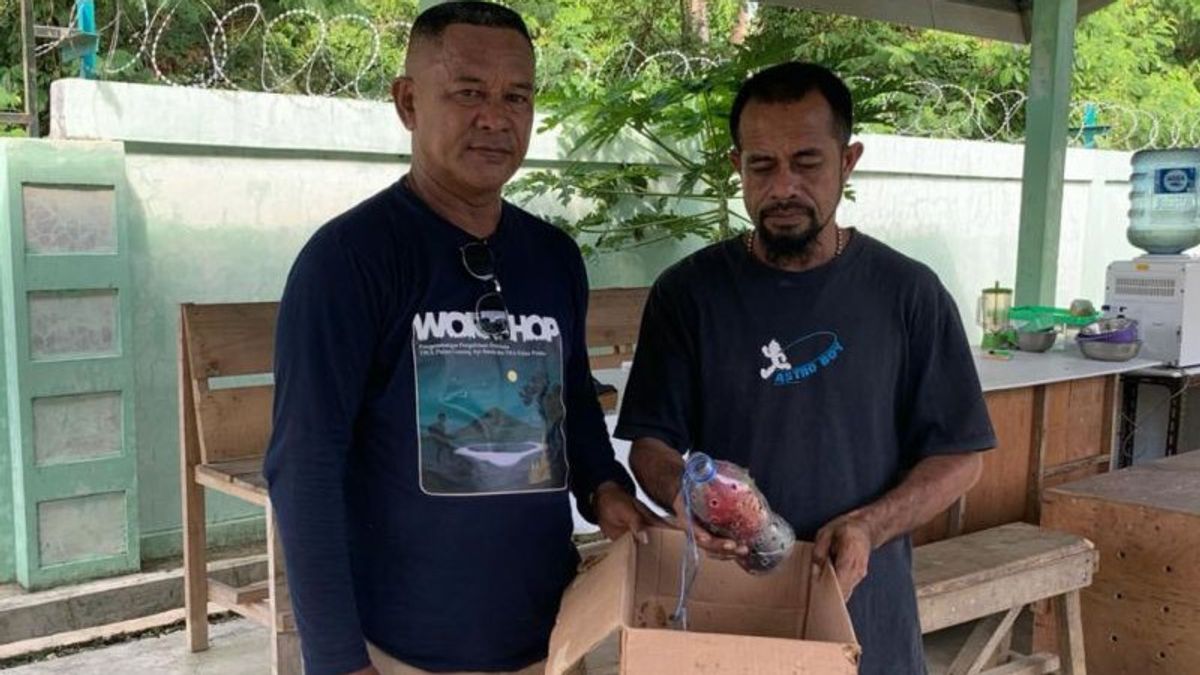 Sisir Kapal Tiba di Pelabuhan Ternate, BKSDA Amankan Burung Kasturi dalam Botol Mineral