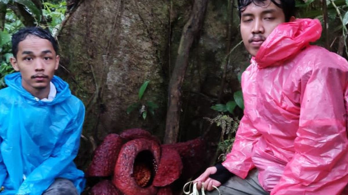 Two Rafflesia Flowers In Perfect Bloom In The Maninjau Lake Forest Area