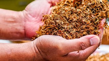 The Fate Of The Cigarette Industry Is Increasingly Vulnerable, The House Of Representatives Highlights The Fate Of Tobacco Farmers And Kretek Girls