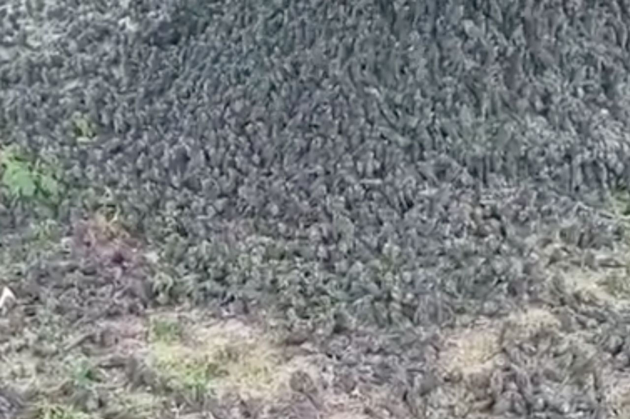 アセムツリー墓地ギャニャールバリに散らばって落ちる何百ものスズメの現象の目撃