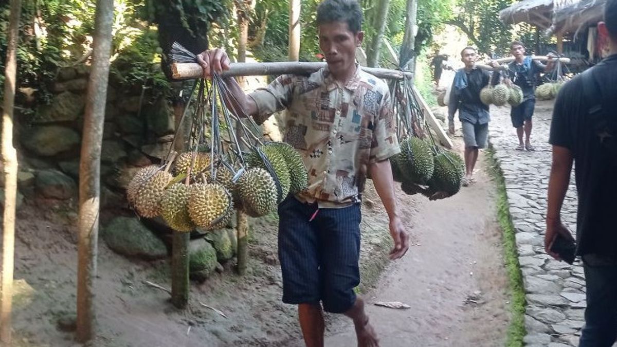 Bedouin Farmers Earn Millions Of Rupiah When Harvesting Durian