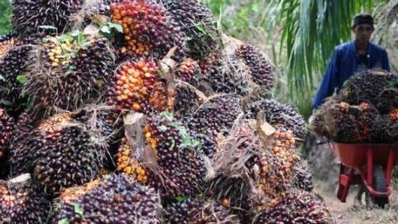 Harga Pupuk Mahal Jadi Biang Kerok Produksi Minyak Sawit RI Hanya Naik Tipis