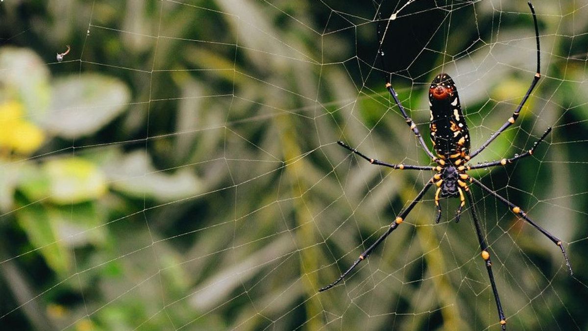 Laba-laba Ternyata Mampu Hasilkan Musik Layaknya Musisi, Begini Caranya