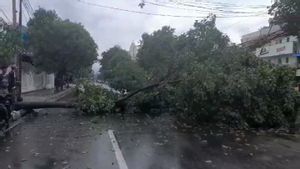 Data On Fallen Trees According To Central Jakarta Tamhut Sub-dept.