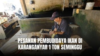 Les commandes des éleveurs de poissons à Karanganyar atteignent 1 tonne par semaine, principalement par les cuisines MBG