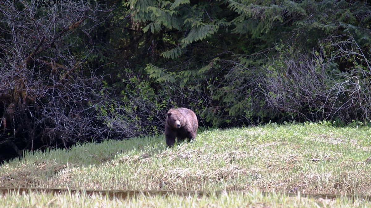夫妻和宠物狗在加拿大班夫国家公园被熊杀死