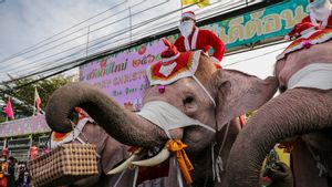 Gajah Berkostum Santa Claus Ramaikan Perayaan Natal di Thailand