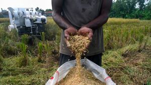 Bulog Pastikan Harga Gabah Rp6.500 per Kg Tetap Berlaku hingga 2026