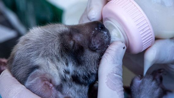 Kabar Gembira! Dua Bayi Hyena Jantan Lahir di Bali Safari Park 