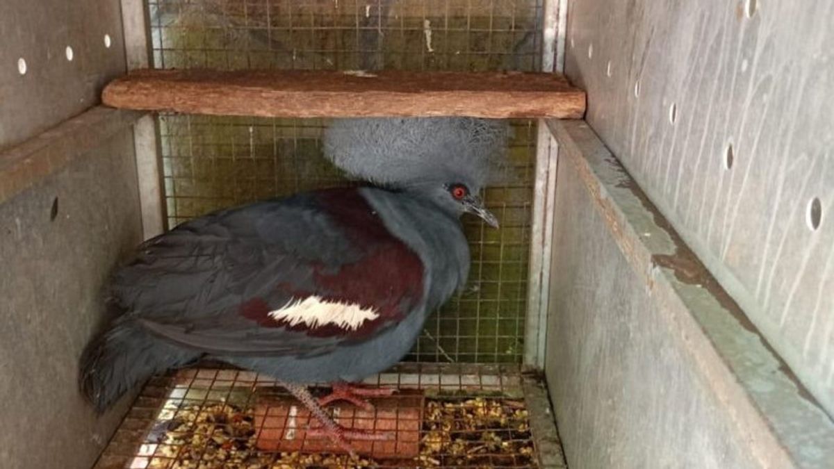 南スラウェシ州の24羽の保護された鳥を確保し、ケムフットは1人のエンドス・モデラー容疑者を拘束