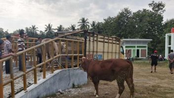Agriculture Service Ensures Livestock In Karawang Are Still Free From Mouth And Nail Diseases