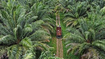 حفارة تدخل منطقة تنجانغ بالاس المحمية ، والشرطة تحمي 2 متهمين