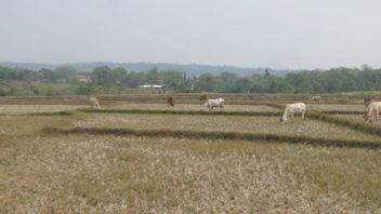 茂物摄政政府为11000公顷的稻田投保,农民如果未能收获,可以赔偿600万印尼盾/Ha