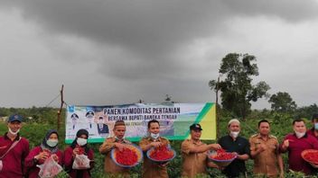 Produksi Cabai Merah di Bangka Tengah Meningkat Capai 704,54 Ton, Petani Ikuti Pola Tanam yang Baik