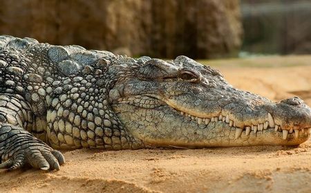 Buaya di Kali Batavia: Mara Bahaya yang Siap Menerkam Orang Belanda Era VOC