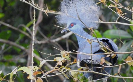 Sebanyak 37 Burung Endemik Papua Dilepas di Hutan Kawasan Markas Komando Armada III TNI AL Sorong