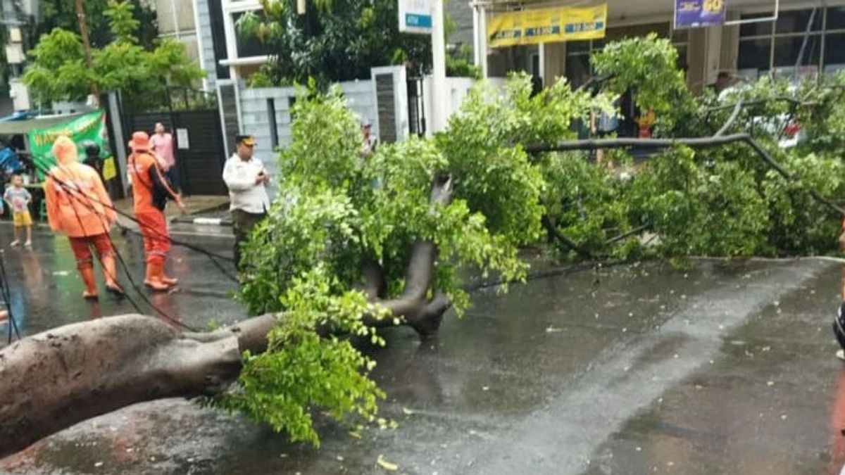 由于大雨，雅加达市中心的3棵树被连根拔起