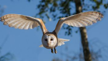 印度尼西亚7种独特而惊人的人才鸟