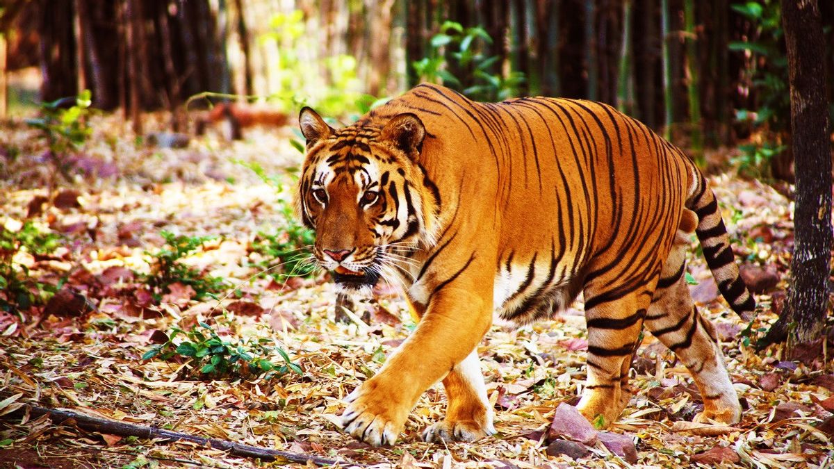 专家要求印度成功保护老虎，专注于增加保护区和防止与人类发生冲突
