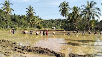 Le ministre de l'Agriculture garantit la sécurité des stocks de riz national au milieu de la tendance à Godzilla El Nino