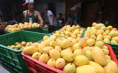 Empat Mahasiswa UGM Menggagas Pemanfaatan Kulit Mangga untuk Tekan Kasus DBD