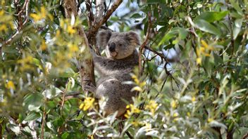 オーストラリア政府はコアラを救うために2540億ルピアの資金を提供