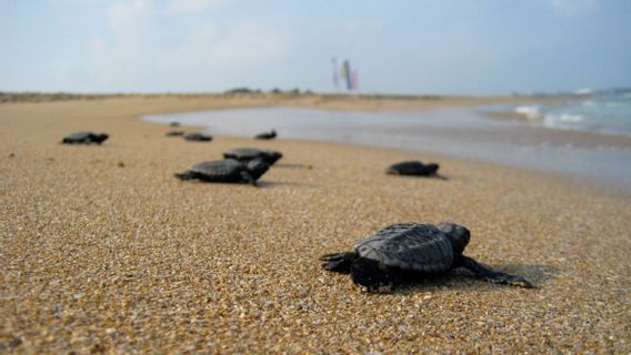 40 Ribu Tukik Penyu Tempayan Diharapkan Capai Laut Tahun Ini, Sarangnya Dilindungi Pemerintah 