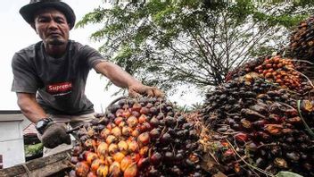 News From The Ministry Of Industry: Palm Oil DMO And DPO Policy Effective From 31 May