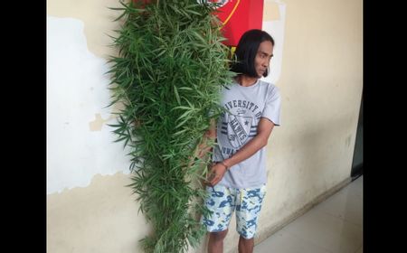 Tanam Pohon Ganja Hingga Setinggi Ini, Pria di Deli Serdang Ditangkap Polisi