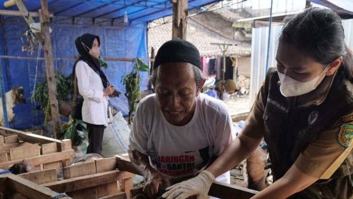 Wabah PMK di Madiun: 8 Ekor Kambing Ditemukan Bergejala, DKPP Minta Peternak dan Pedagang Lakukan Isolasi Kambing