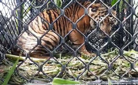 BKSDA Aceh Fokus Sembuhkan Luka di Kaki Kanan Anak Harimau Sumatera