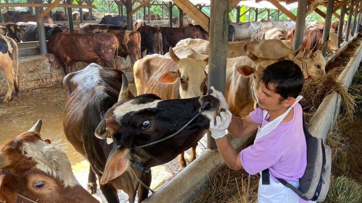 Sale And Purchase Of Sacrificial Animals In Depok Is Predicted To Reach IDR 286 Billion