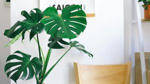 5 Indoor Plants That Become Trends In 2025