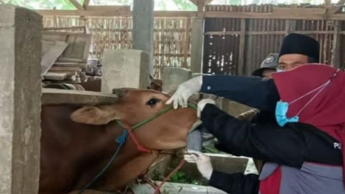 18,737 Madura Cattle Sick With FMD Symptoms
