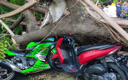 Kawasaki Ninja 250 Ringsek, Pemilik Motor Patah Tulang Usai Tertimpa Pohon Besar di Pulogadung