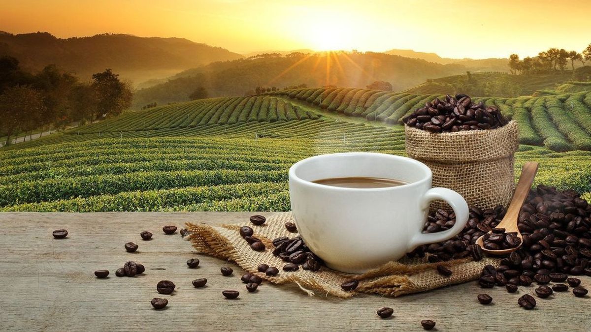 Ringan tapi Berkarakter, Ketahui 12 Karakter Kopi Bali Kintamani