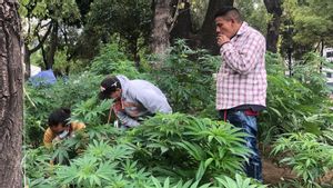 メキシコ最高裁判所は、2021年6月28日現在の記憶の中で楽大麻の使用を合法化しました