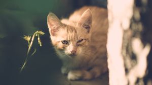 Waduh, Anabul Gampang Haus dan Lapar? Kenali Ciri-Ciri Kucing Diabetes Agar Tidak Terlambat Nantinya