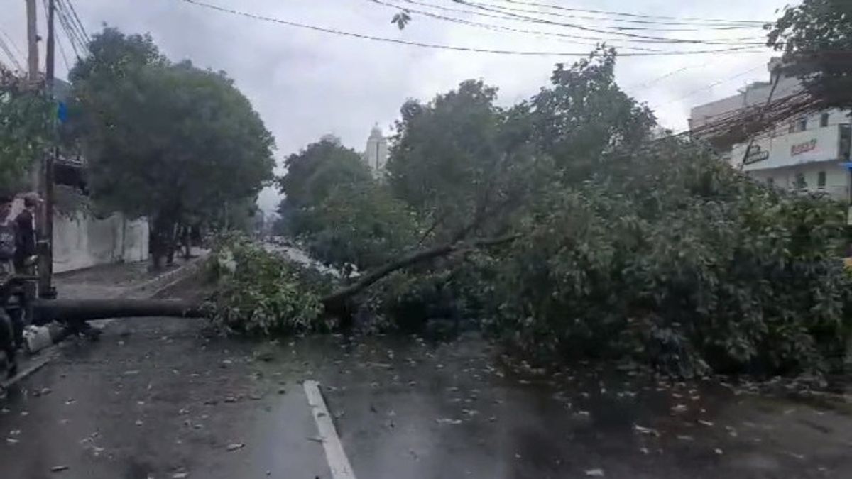 Korban Pohon Tumbang Bisa Minta Biaya Pengobatan ke Pemerintah, Berikut Penjelasannya