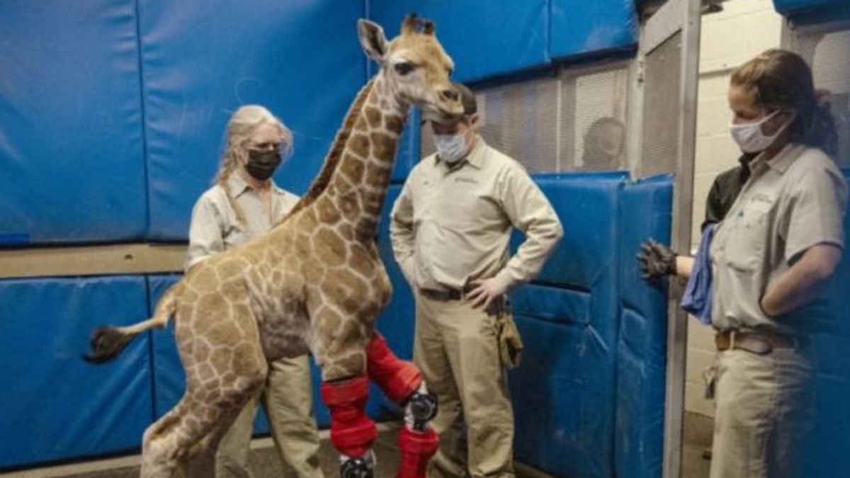 可惜这个3个月大的长颈鹿孩子，他的前腿有异常，使他无法站立，但是......